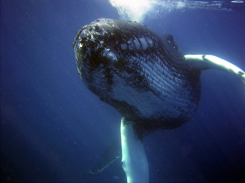 ballenas en Canadá